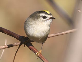 Golden-crowned Kinglet - 11/3/23, Robert Porter Allen Natural Area © Bobby Brown