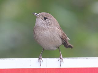 House Wren - 9/26/23, Rose Valley Lake © Bobby Brown