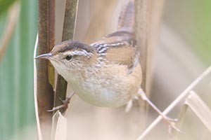 Marsh Wren - 10/18/23, Robert Porter Allen Natural Area © Bobby Brown