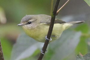 Philadelphia Vireo - 9/26/23, Rose Valley Lake © Bobby Brown
