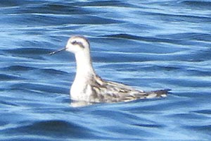 Red-necked Phalarope - 9/21/23, Rose Valley Lake © Melissa Holland