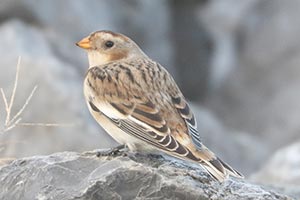 Snow Bunting - 11/12/23, Rose Valley Lake © Bobby Brown