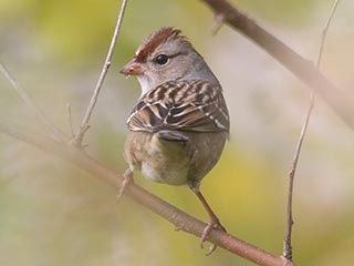 White-crowned Sparrow - 10/16/23, Robert Porter Allen Natural Area © Bobby Brown