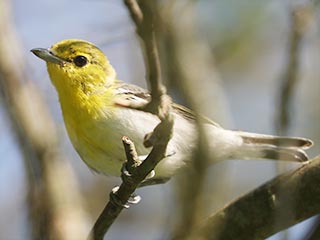 Yellow-throated Vireo - 8/6/23, Rte. 15 Overlook © Bobby Brown