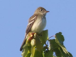 Alder Flycatcher - 5/26/23, Rose Valley Lake © Bobby Brown
