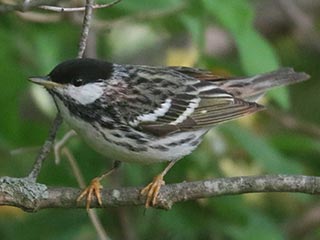 Blackpoll Warbler - 5/19/23, Rose Valley Lake © Bobby Brown