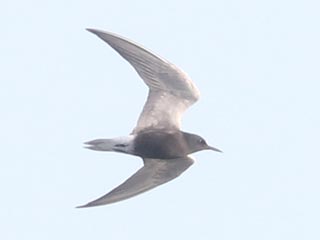 Black Tern - 5/16/23, Rose Valley Lake © Bobby Brown