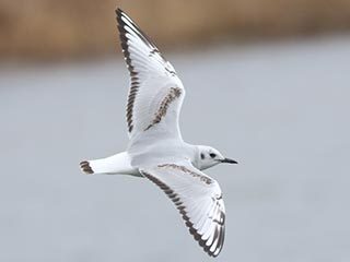 Bonaparte's Gull - 3/25/23, Rose Valley Lake © Bobby Brown