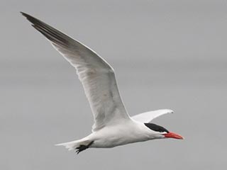 Caspian Tern - 4/30/23, Rose Valley Lake © Bobby Brown