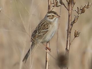 Clay-colored Sparrow - 5/13/23, RPANA © Bobby Brown