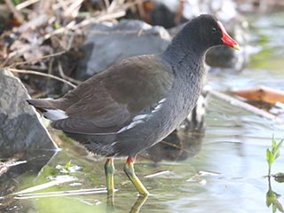 Common Gallinule - 5/4/23, Rose Valley Lake © Bobby Brown
