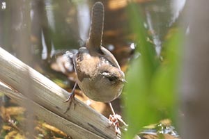 Marsh Wren - 4/27/23, RPANA © Bobby Brown