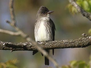 Olive-sided Flycatcher - 5/12/23, Rose Valley Lake © Bobby Brown