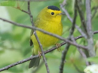 Wilson's Warbler - 5/12/23, Rose Valley Lake © Bobby Brown
