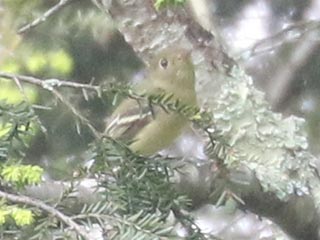 Yellow-bellied Flycatcher - 5/21/23, SGL 252 © Bobby Brown