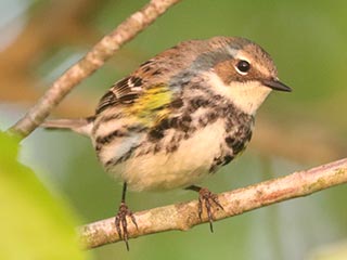 Yellow-rumped Warbler - 5/19/23, Rose Valley Lake © Bobby Brown