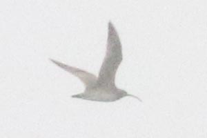Whimbrel - 5/18/24, Rose Valley Lake © Bobby Brown