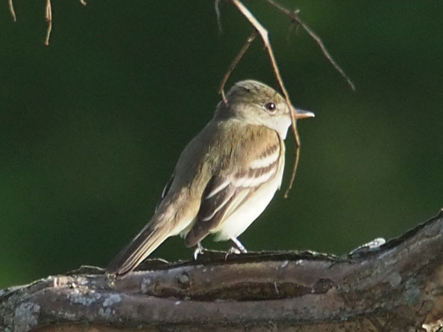 Alder Flycatcher - 5/16/2016, Mill St. © Bobby Brown