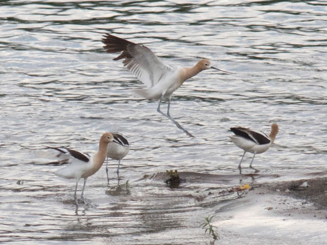 American Avocets - 7/14/2017, Williamsport Dam © David Brown