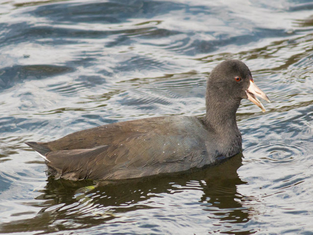 American Coot - 11/3/2014, Rose Valley Lake © David Brown