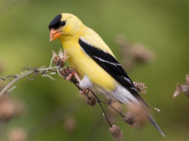 American Goldfinch - 8/15/2016, Rt. 15 Overlook © David Brown