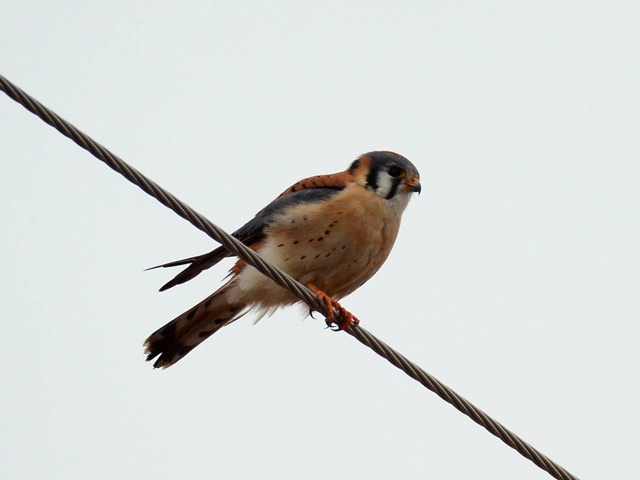American Kestrel - 2/4/2016, Rose Valley Lake © Steve Pinkerton