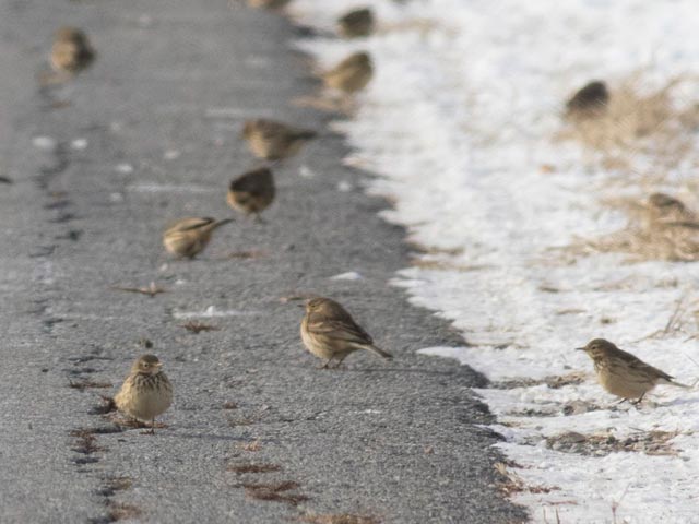 American Pipits - 12/16/2016, Nisbet © David Brown