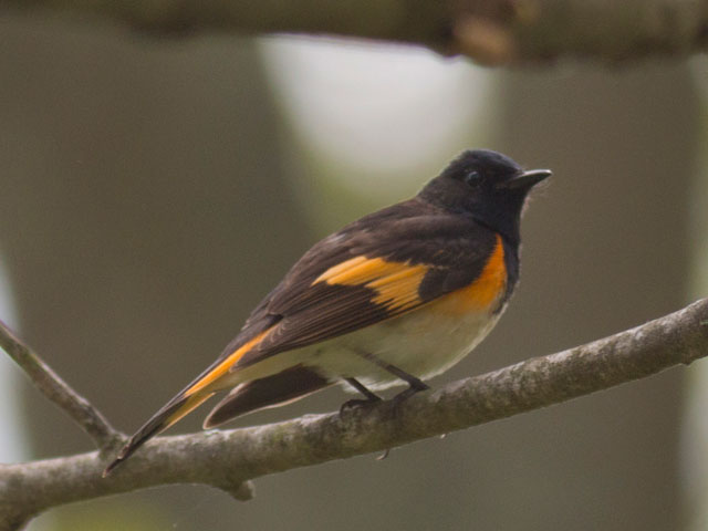 American Redstart - 5/24/2014, Glacier Pools Preserve © David Brown