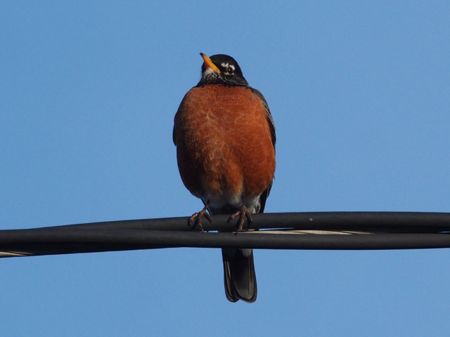 American Robin - 2/26/2016, Montoursville © Bobby Brown