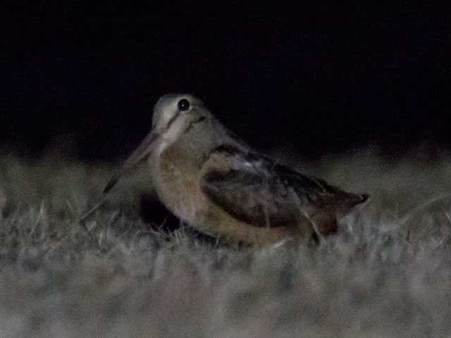 American Woodcock - 4/2/2014, Montoursville Cemetery © David Brown