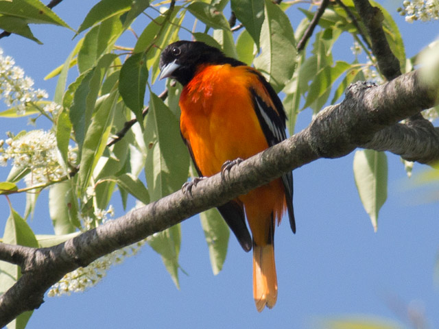 Baltimore Oriole - 5/26/2016, Lime Bluff Recreation Area © David Brown