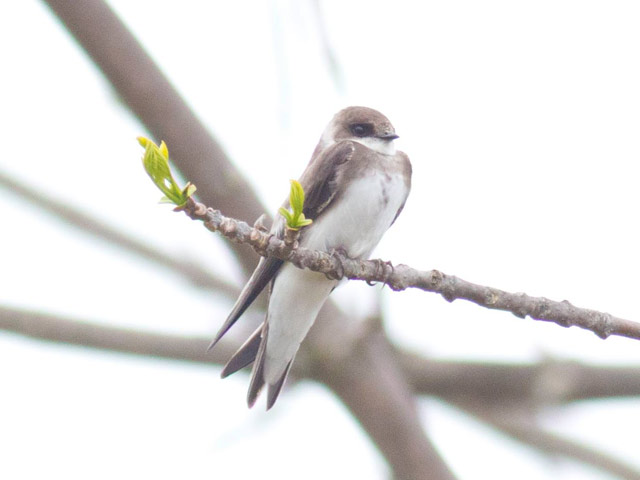 Bank Swallow - 5/6/2015, Rose Valley Lake © David Brown