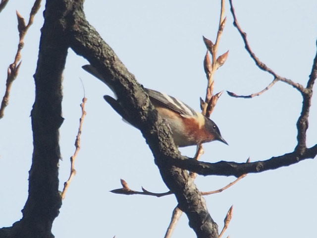Bay-breasted Warbler - 5/13/2016, Canfield Island © Bobby Brown