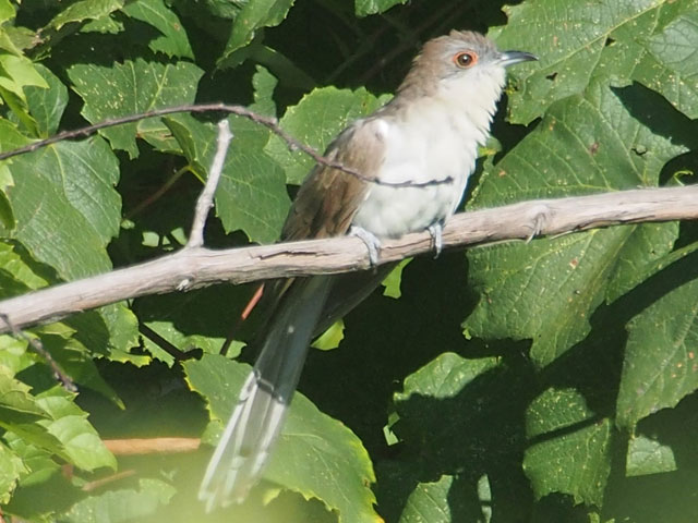 Black-billed Cuckoo - 9/3/2016, Route 15 Overlook © Bobby Brown