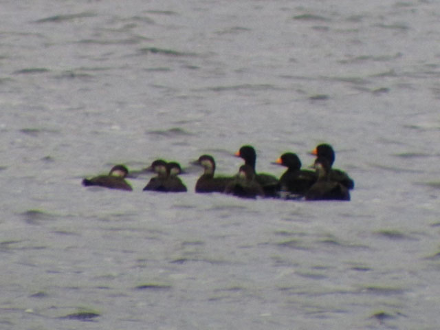 9 Black Scoters - 11/1/2014, Rose Valley Lake © Steve Pinkerton
