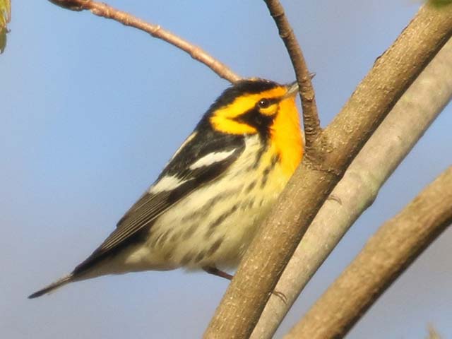 Blackburnian Warbler - 5/2/2018, Mill St. © Bobby Brown