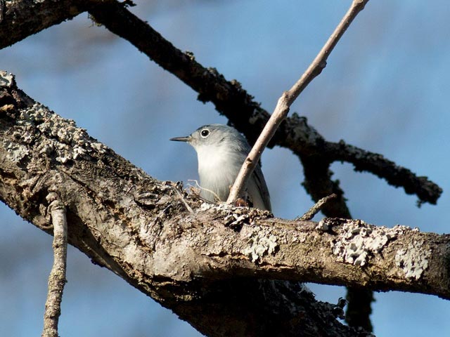 Blue-gray Gnatcatcher - 4/18/2015, Williamsport Water Authority © David Brown