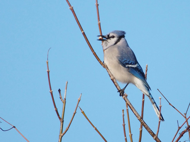 Blue Jay - 2/7/2016, Montoursville © Bobby Brown
