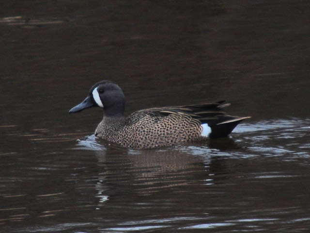 Blue-winged Teal - 4/13/2013, Rose Valley Lake © Steve Pinkerton