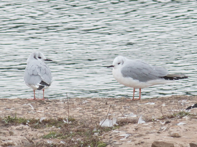 Bonaparte's Gulls - 3/19/2016, Williamsport Dam © David Brown