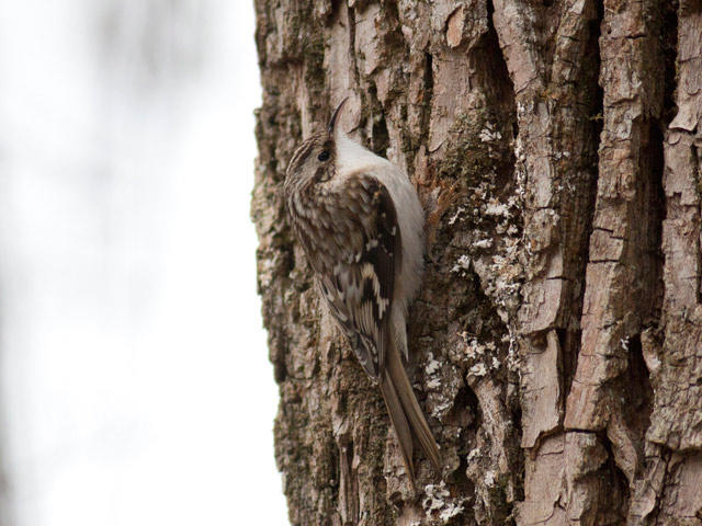 Brown Creeper - 1/15/2016, Williamsport Water Authority © David Brown