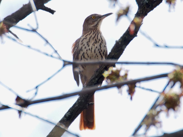 Brown Thrasher - 3/31/2016, South Williamsport Park © Bobby Brown