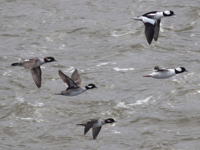 Buffleheads - 10/29/2015, Williamsport Dam © David Brown
