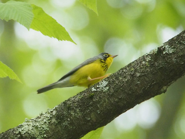 Canada Warbler - 5/18/2016, Upper Pine Bottom State Park © Bobby Brown