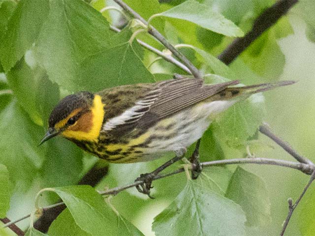 Cape May Warbler - 5/11/2017, Williamsport Dam © David Brown