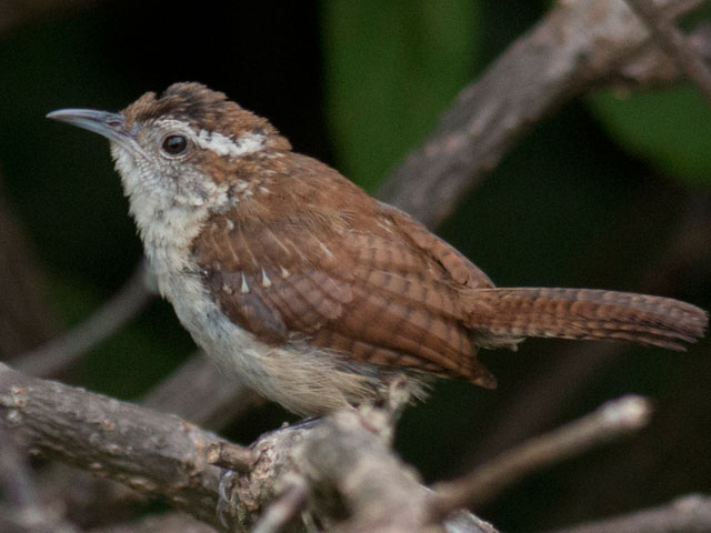 Carolina Wren - 8/18/2016, Route 15 Overlook © David Brown