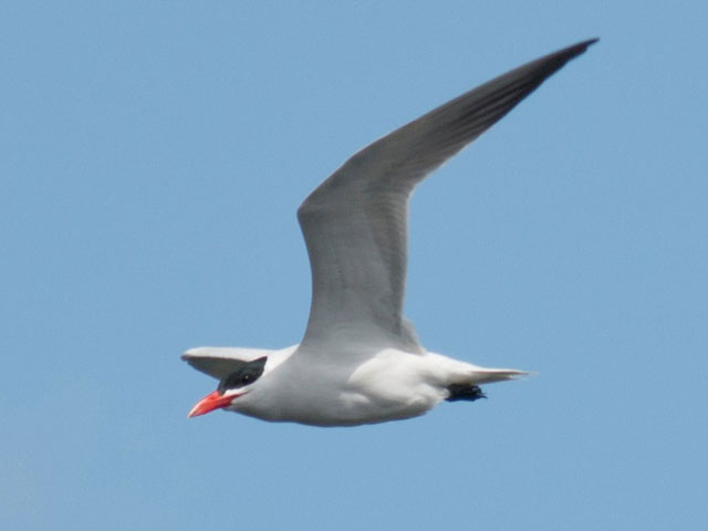 Caspian Tern - 4/9/2014, Rose Valley Lake © David Brown