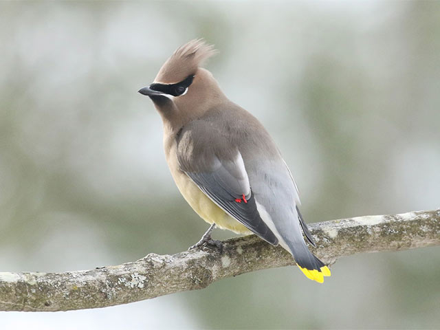 Cedar Waxwing - 12/17/2017, Williamsport Water Authority © Bobby Brown