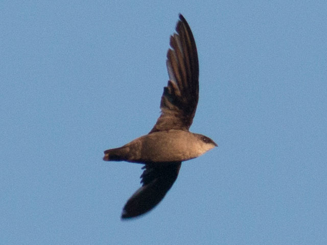 Chimney Swift - 8/4/2016, Williamsport Dam © David Brown