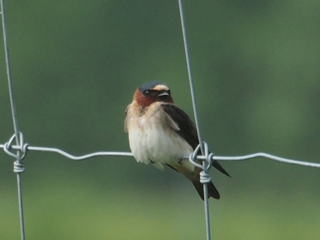 Cliff Swallow - 6/2/2016, Mill St. © Bobby Brown